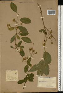 Euonymus europaeus L., Eastern Europe, South Ukrainian region (E12) (Ukraine)