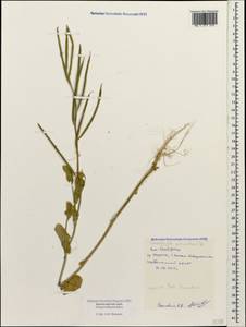 Conringia orientalis (L.) Dumort., Caucasus, Black Sea Shore (from Novorossiysk to Adler) (K3) (Russia)