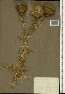 Lophiolepis serrulata (M. Bieb.) Del Guacchio, Bures, Iamonico & P. Caputo, Eastern Europe, Middle Volga region (E8) (Russia)
