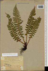 Polystichum aculeatum (L.) Roth, Caucasus, Krasnodar Krai & Adygea (K1a) (Russia)