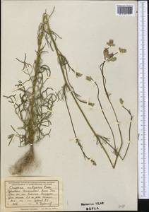 Crupina vulgaris (Pers.) Cass., Middle Asia, Kopet Dag, Badkhyz, Small & Great Balkhan (M1) (Turkmenistan)