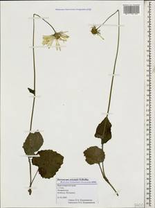 Doronicum orientale Hoffm., Caucasus, Black Sea Shore (from Novorossiysk to Adler) (K3) (Russia)