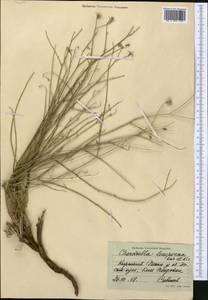 Chondrilla leiosperma Kar. & Kir., Middle Asia, Northern & Central Tian Shan (M4) (Kyrgyzstan)