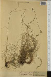 Festuca heterophylla Lam., Western Europe (EUR) (France)