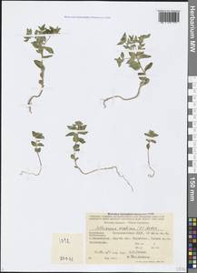 Aethionema arabicum (L.) Andrz. ex DC., Caucasus, Azerbaijan (K6) (Azerbaijan)