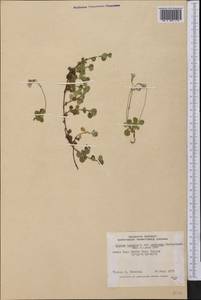 Linnaea borealis L., America (AMER) (Canada)