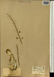 Drimia altissima (L.f.) Ker Gawl., Africa (AFR) (Mali)