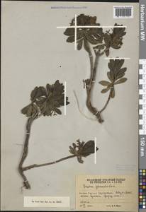 Daphne glomerata Lam., Caucasus, South Ossetia (K4b) (South Ossetia)