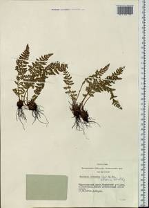 Woodsia ilvensis (L.) R. Br., Siberia, Central Siberia (S3) (Russia)