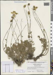 Archanthemis marschalliana subsp. pectinata (Boiss.) Lo Presti & Oberpr., Caucasus, Stavropol Krai, Karachay-Cherkessia & Kabardino-Balkaria (K1b) (Russia)