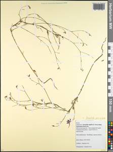 Delphinium consolida subsp. paniculatum (Host) N. Busch, Caucasus, Krasnodar Krai & Adygea (K1a) (Russia)