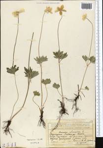 Anemone sylvestris L., Middle Asia, Dzungarian Alatau & Tarbagatai (M5) (Kazakhstan)
