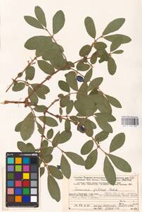 Lonicera caerulea subsp. pallasii (Ledeb.) Browicz, Eastern Europe, Northern region (E1) (Russia)