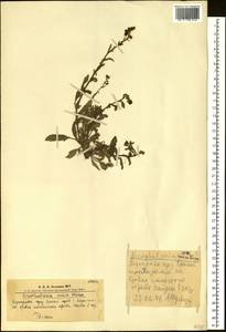 Scrophularia incisa Weinm., Siberia, Altai & Sayany Mountains (S2) (Russia)