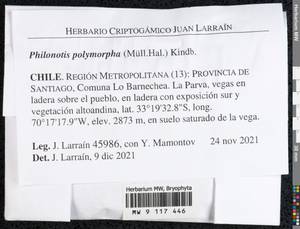 Philonotis polymorpha (Müll. Hal.) Kindb., Bryophytes, Bryophytes - America (BAm) (Chile)