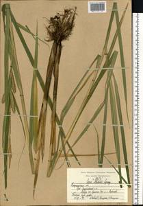 Carex atherodes Spreng., Eastern Europe, Central region (E4) (Russia)