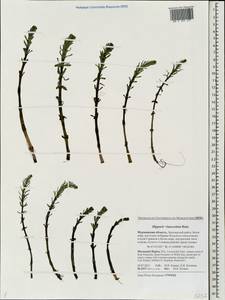 Hippuris ×lanceolata Retz., Eastern Europe, Northern region (E1) (Russia)