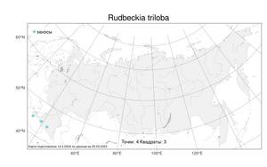 Rudbeckia triloba L., Atlas of the Russian Flora (FLORUS) (Russia)