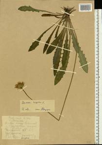 Leontodon hispidus L., Eastern Europe, Belarus (E3a) (Belarus)