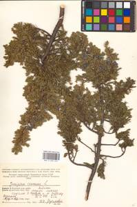 Juniperus communis L., Eastern Europe, Northern region (E1) (Russia)