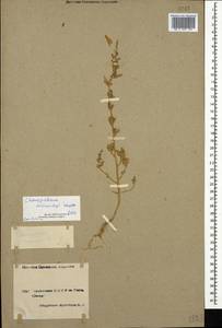 Chenopodium sosnowskyi Kapeller, Caucasus, Armenia (K5) (Armenia)