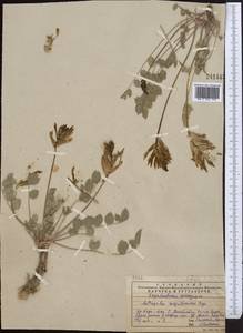 Astragalus megalomerus Bunge, Middle Asia, Western Tian Shan & Karatau (M3) (Kazakhstan)