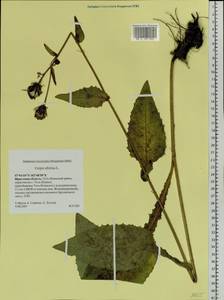 Crepis sibirica L., Siberia, Baikal & Transbaikal region (S4) (Russia)