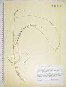 KHA3131, Schizachne purpurascens subsp. callosa (Turcz. ex Griseb.) T.Koyama & Kawano, Siberia, Russian Far East (S6) (Russia)