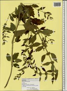 Chaiturus marrubiastrum (L.) Ehrh. ex Rchb., Caucasus, Black Sea Shore (from Novorossiysk to Adler) (K3) (Russia)