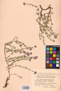 MHA 0 157 353, Thymus pallasianus Heinr.Braun, Eastern Europe, Lower Volga region (E9) (Russia)