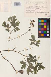 Corydalis cava (L.) Schweigg. & Körte, Eastern Europe, Western region (E3) (Russia)