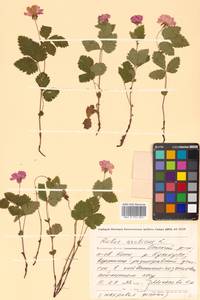 Rubus arcticus L., Siberia, Chukotka & Kamchatka (S7) (Russia)