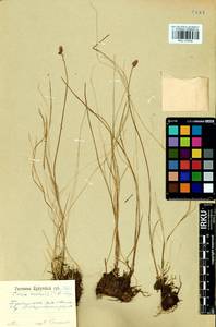 Carex enervis C.A.Mey., Siberia, Baikal & Transbaikal region (S4) (Russia)