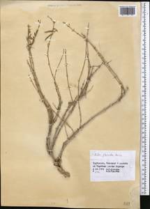 Rubia florida Boiss. ex Hohen., Middle Asia, Kopet Dag, Badkhyz, Small & Great Balkhan (M1) (Turkmenistan)