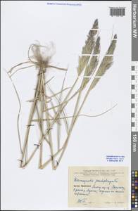 Calamagrostis pseudophragmites (Haller f.) Koeler, South Asia, South Asia (Asia outside ex-Soviet states and Mongolia) (ASIA) (China)