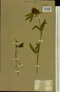 Trifolium alpestre L., Eastern Europe, North Ukrainian region (E11) (Ukraine)