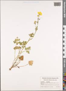 Ranunculus neapolitanus Ten., Caucasus, Black Sea Shore (from Novorossiysk to Adler) (K3) (Russia)