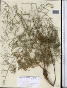 Limonium otolepis (Schrenk) Kuntze, Middle Asia, Syr-Darian deserts & Kyzylkum (M7) (Kazakhstan)