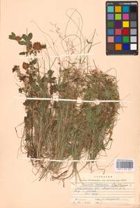 Cuscuta epithymum (L.) L., Eastern Europe, Moscow region (E4a) (Russia)