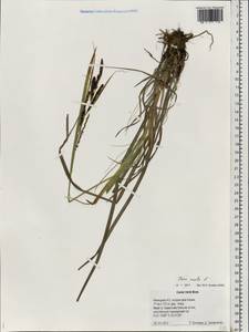 Carex recta Boott, Eastern Europe, Northern region (E1) (Russia)