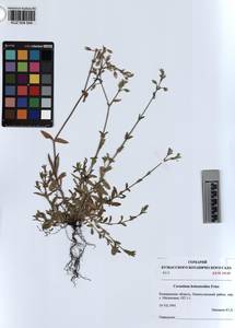 KUZ 004 544, Cerastium holosteoides Fries emend. Hyl., Siberia, Altai & Sayany Mountains (S2) (Russia)