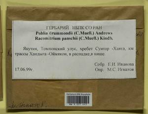 Pohlia drummondii (Müll. Hal.) A.L. Andrews, Bryophytes, Bryophytes - Yakutia (B19) (Russia)