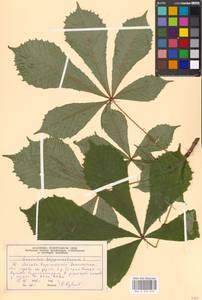 Aesculus hippocastanum L., Eastern Europe, Moscow region (E4a) (Russia)