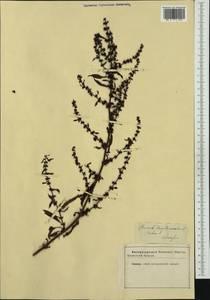 Rumex conglomeratus Murray, Western Europe (EUR)