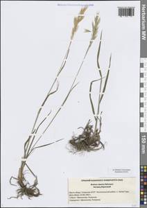 Bromus riparius Rehmann, Eastern Europe, Middle Volga region (E8) (Russia)