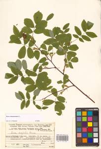Rosa majalis Herrm., Eastern Europe, Northern region (E1) (Russia)