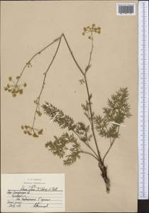 Silaum silaus (L.) Schinz & Thell., Middle Asia, Northern & Central Kazakhstan (M10) (Kazakhstan)