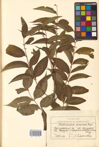 Phellodendron amurense Rupr., Siberia, Russian Far East (S6) (Russia)