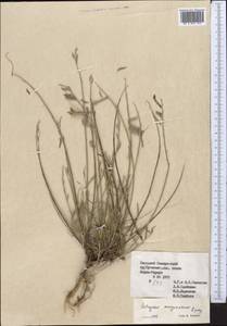 Astragalus marguzaricus Lipsky, Middle Asia, Pamir & Pamiro-Alai (M2) (Turkmenistan)