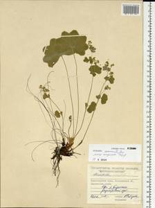 Alchemilla commixta Juz., Siberia, Central Siberia (S3) (Russia)